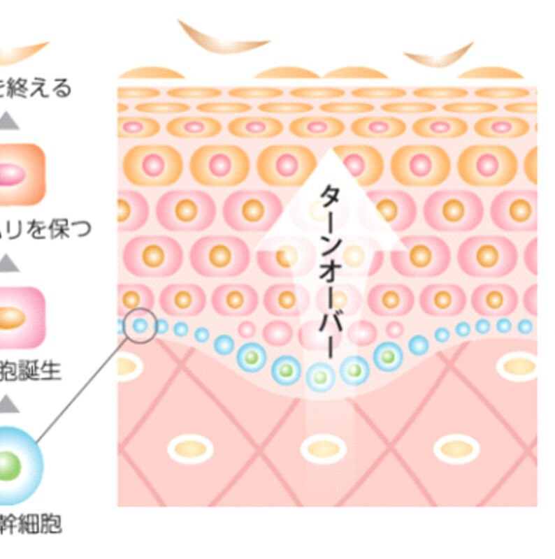 幹細胞の生まれ変わりサイクル